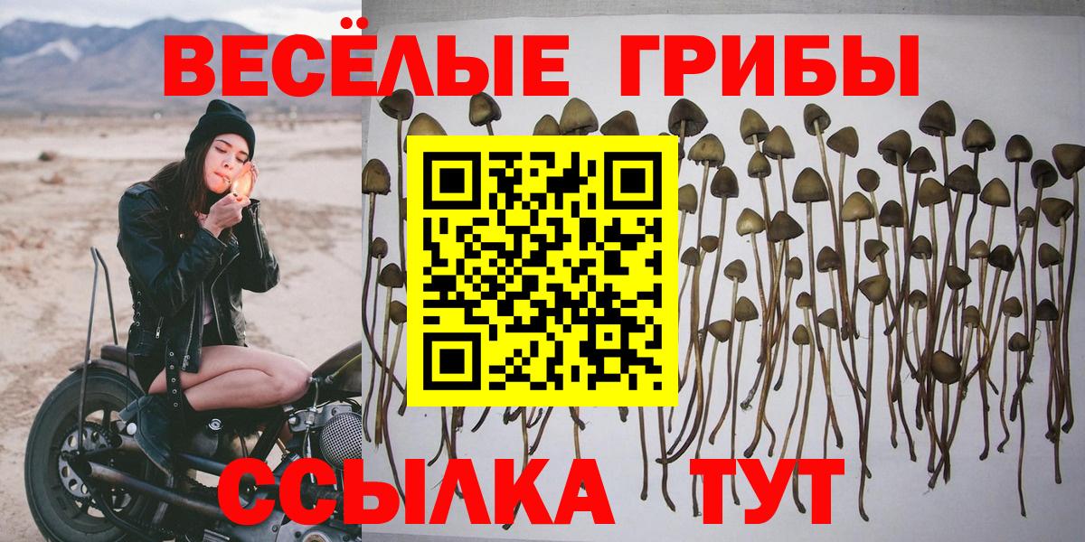 Галлюциногенные грибы прущие грибы  Вход с VPN  Баксан 